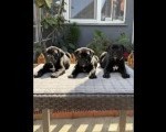Crni Cane Corso štenci - rezervacije u toku 